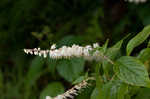 Mountain sweetpepperbush